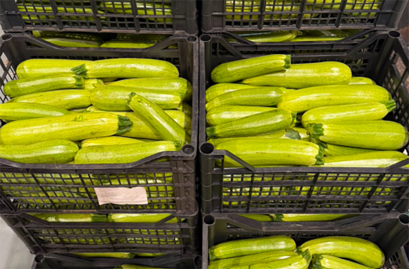 Zucchine chiare - Sicilia - 1,20 euro al chilogrammo